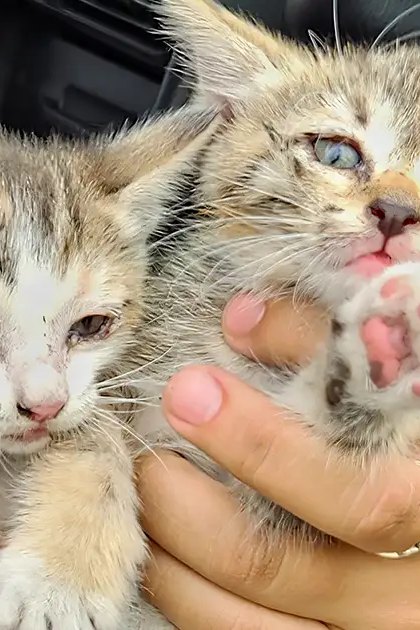 Two tabby kitten kittens being held by an adult female in a vehicle interior, with natural daylight illuminating them.