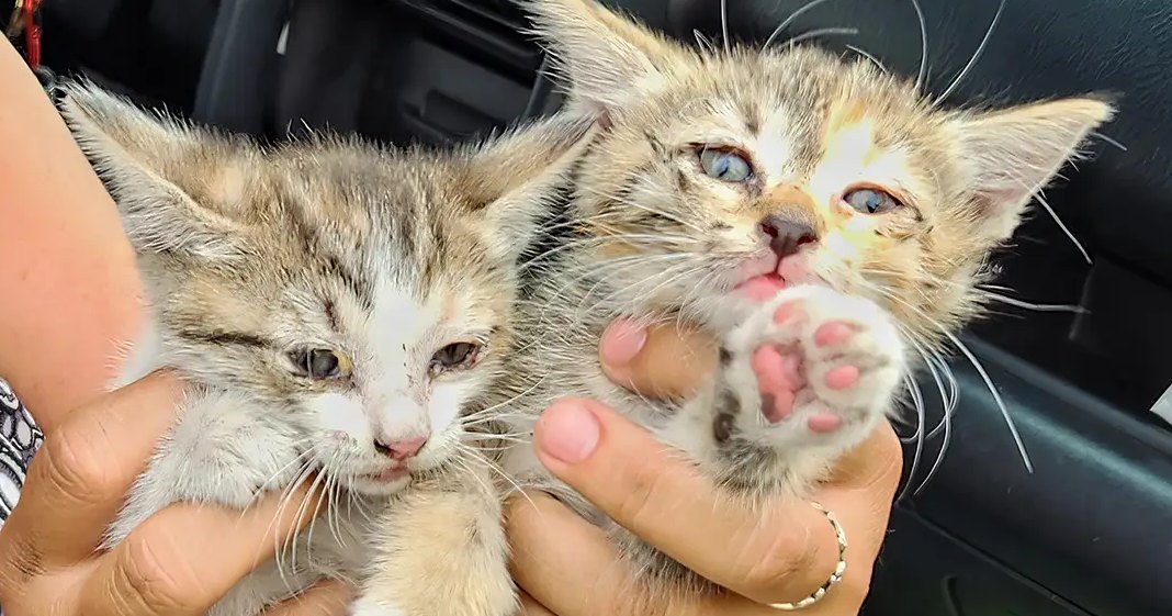 Two tabby kitten kittens being held by an adult female in a vehicle interior, with natural daylight illuminating them.