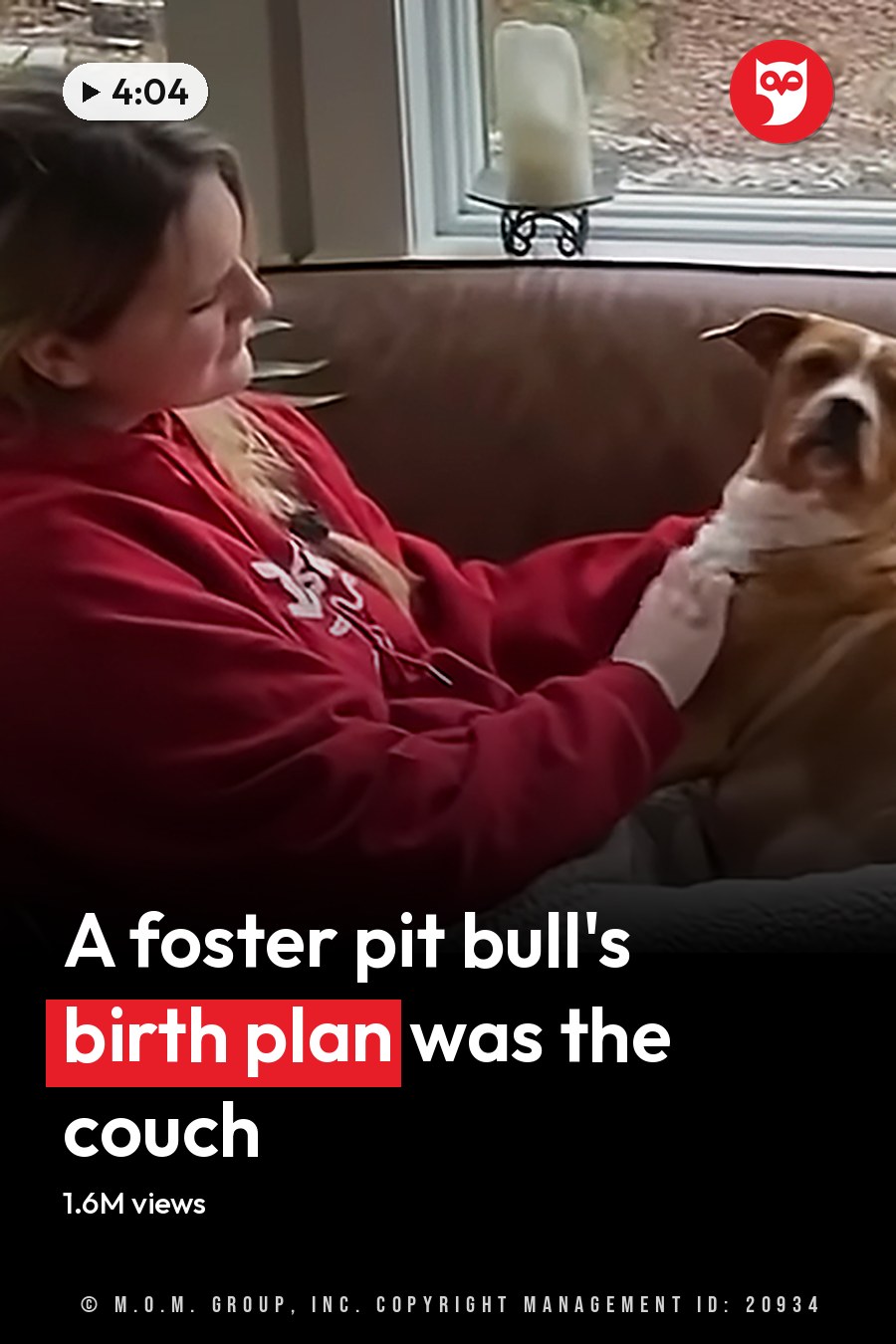 An adult female child wearing a red hoodie interacts with a tan pit bull and another brownish-orange pit bull in an autumn living room and backyard setting under natural daylight. The headline runs in white letters across the lower third.