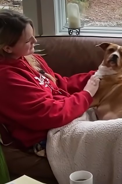 An adult female child wearing a red hoodie interacts with a tan pit bull and another brownish-orange pit bull in an autumn living room and backyard setting under natural daylight.