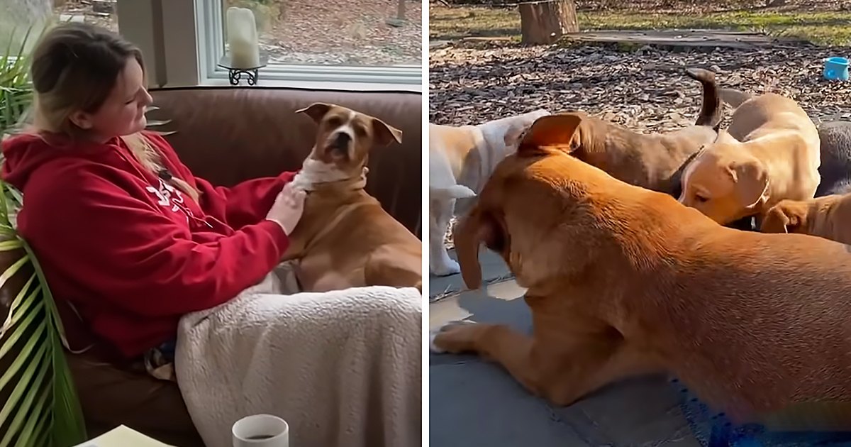 An adult female child wearing a red hoodie interacts with a tan pit bull and another brownish-orange pit bull in an autumn living room and backyard setting under natural daylight.