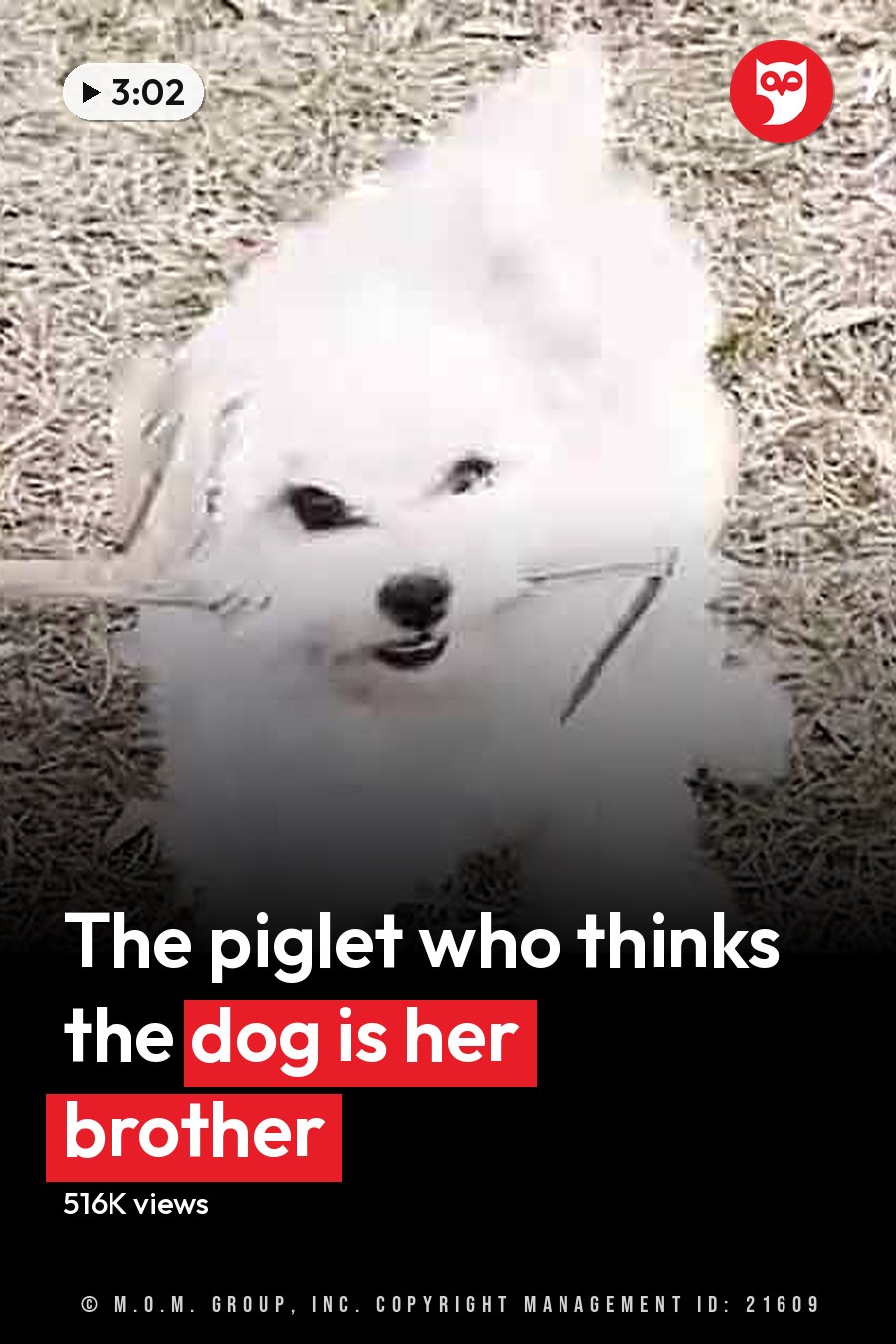 A fluffy white Bichon Frise puppy and a small black piglet in an outdoor grassy setting, suggesting spring or summer. The headline runs in white letters across the lower third.