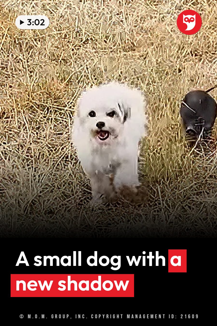 A small white fluffy dog stands on dry grass, mouth open, looking forward. A headline runs in white letters across the lower third.
