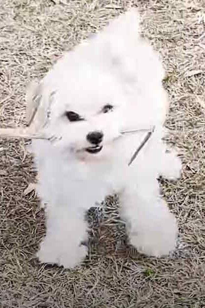 A fluffy white Bichon Frise puppy and a small black piglet in an outdoor grassy setting, suggesting spring or summer.