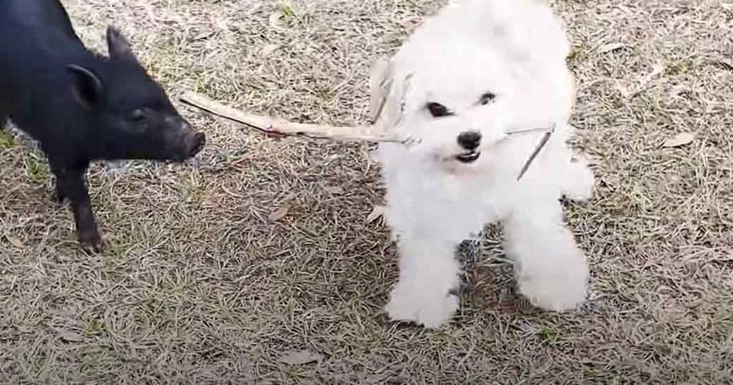 A fluffy white Bichon Frise puppy and a small black piglet in an outdoor grassy setting, suggesting spring or summer.