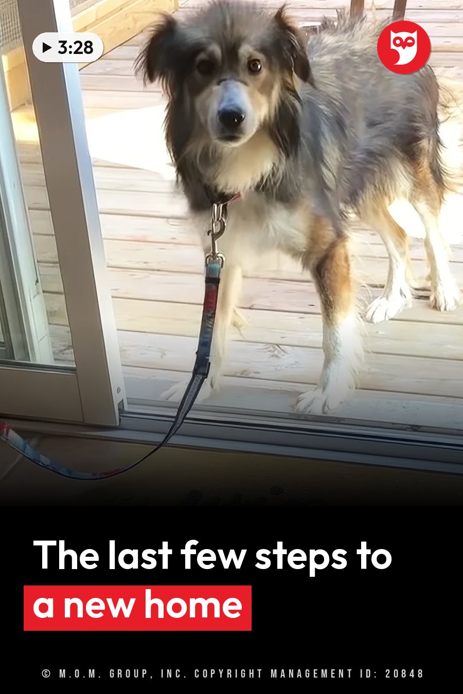 A dog with shaggy fur stands on a wooden deck near a glass door, wearing a leash. A headline runs in white letters across the lower third.