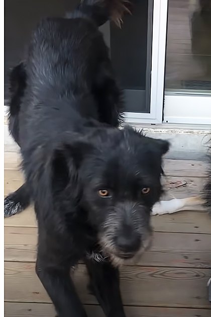 An adult female with two dogs in a residential outdoor setting, with a Border Collie or similar herding breed dog with long black and white fur and another smaller brown, tan, and white-furred dog. The scene includes parked cars, greenery, and a wooden deck.