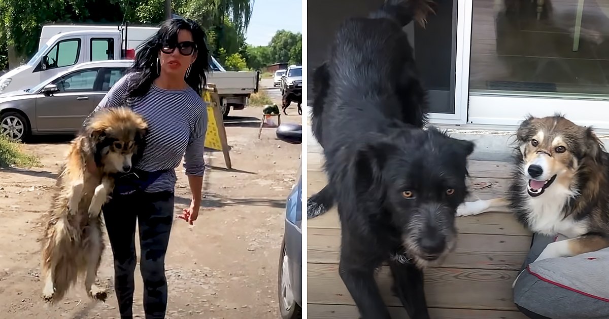 An adult female with two dogs in a residential outdoor setting, with a Border Collie or similar herding breed dog with long black and white fur and another smaller brown, tan, and white-furred dog. The scene includes parked cars, greenery, and a wooden deck.