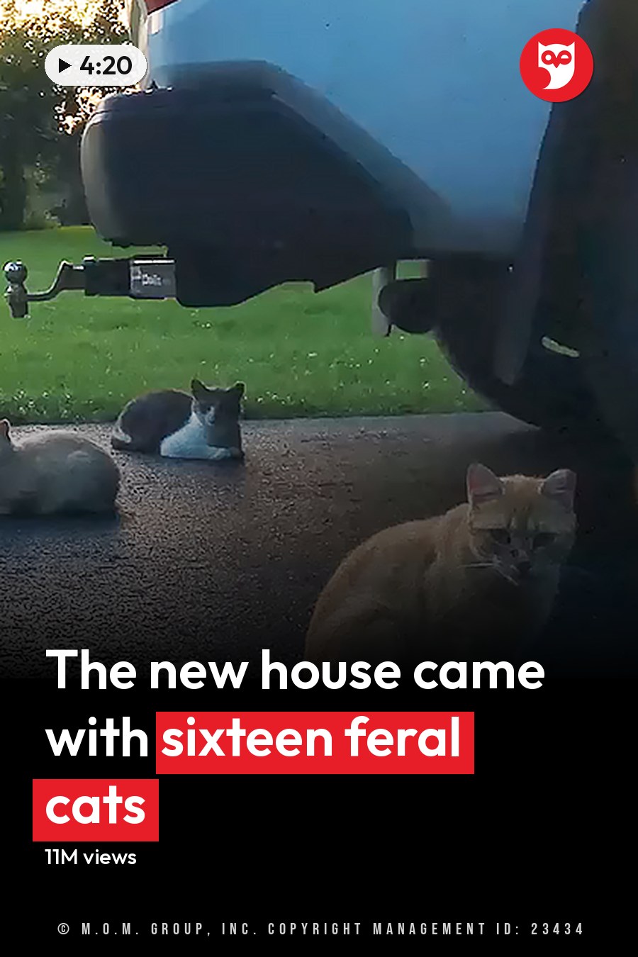 Adult cats with orange, white, gray, and tabby patterns in an outdoor setting near a vehicle; blue fishing rod on ground. The headline runs in white letters across the lower third.