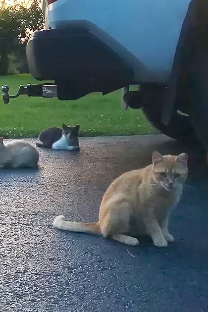 Adult cats with orange, white, gray, and tabby patterns in an outdoor setting near a vehicle; blue fishing rod on ground.