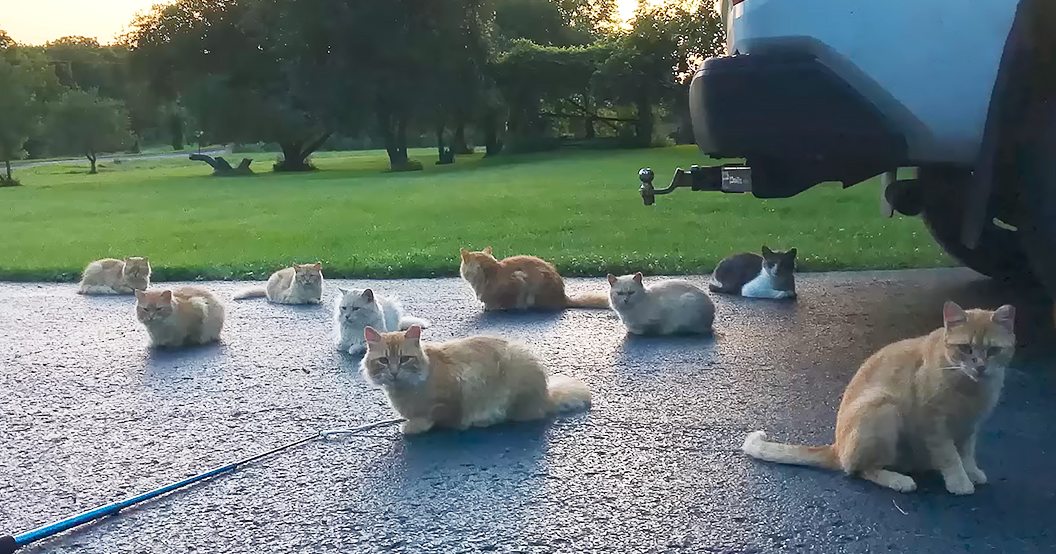 Adult cats with orange, white, gray, and tabby patterns in an outdoor setting near a vehicle; blue fishing rod on ground.