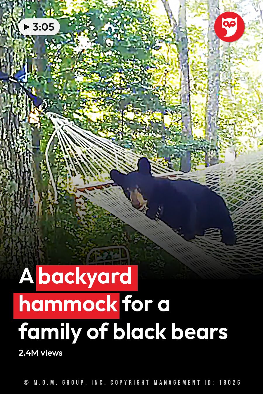 Adult black bears with lighter markings in a dense green forest setting, likely late spring or summer, with sunlight filtering through trees and a hammock visible. The headline runs in white letters across the lower third.