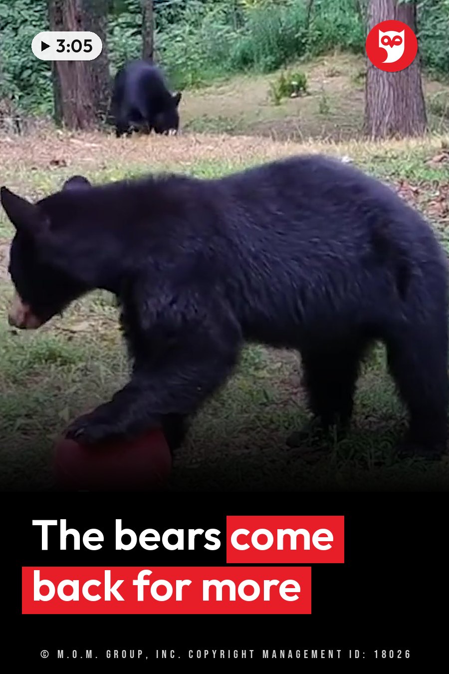 Two black bears in a wooded area, one standing near a red object and the other foraging close by. A headline runs in white letters across the lower third.