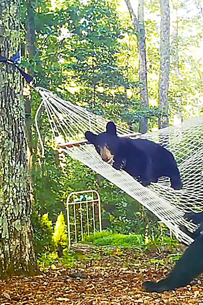 Adult black bears with lighter markings in a dense green forest setting, likely late spring or summer, with sunlight filtering through trees and a hammock visible.