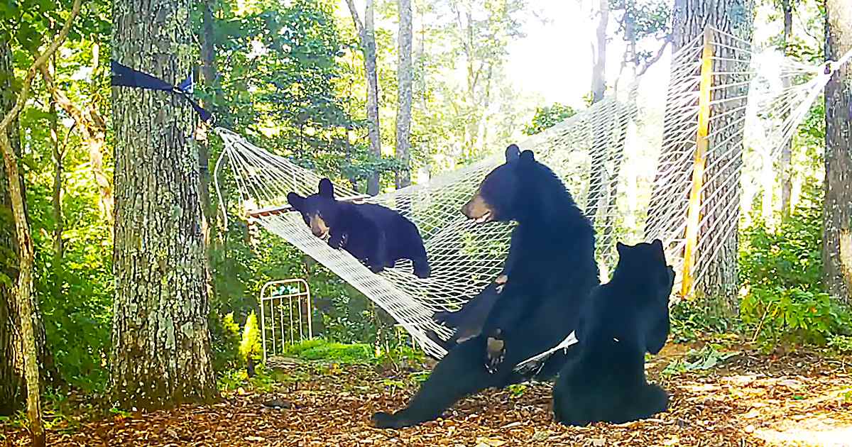 Adult black bears with lighter markings in a dense green forest setting, likely late spring or summer, with sunlight filtering through trees and a hammock visible.