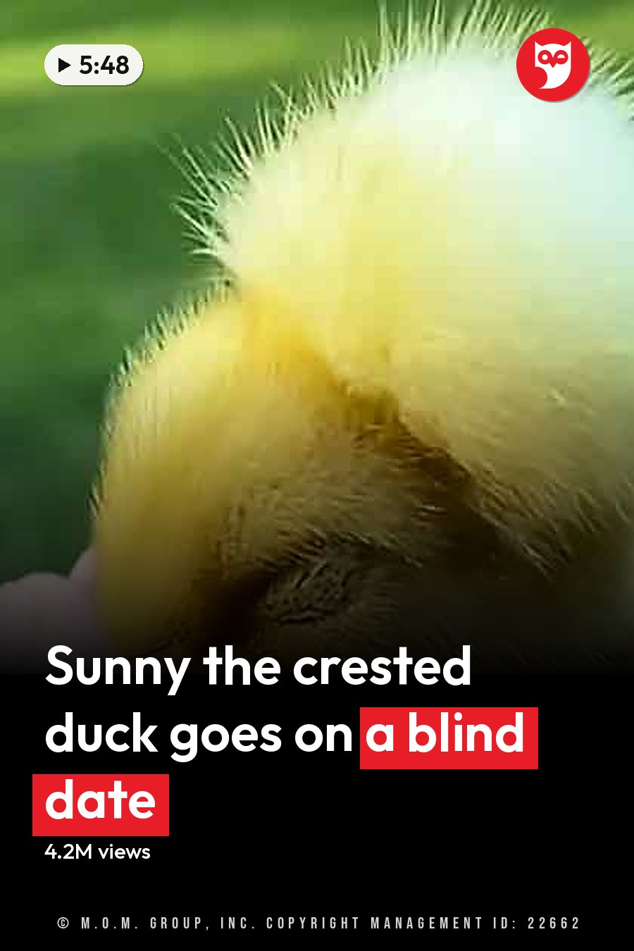 A baby duckling with fluffy yellow feathers being held outdoors on a sunny day, surrounded by green grass. The headline runs in white letters across the lower third.