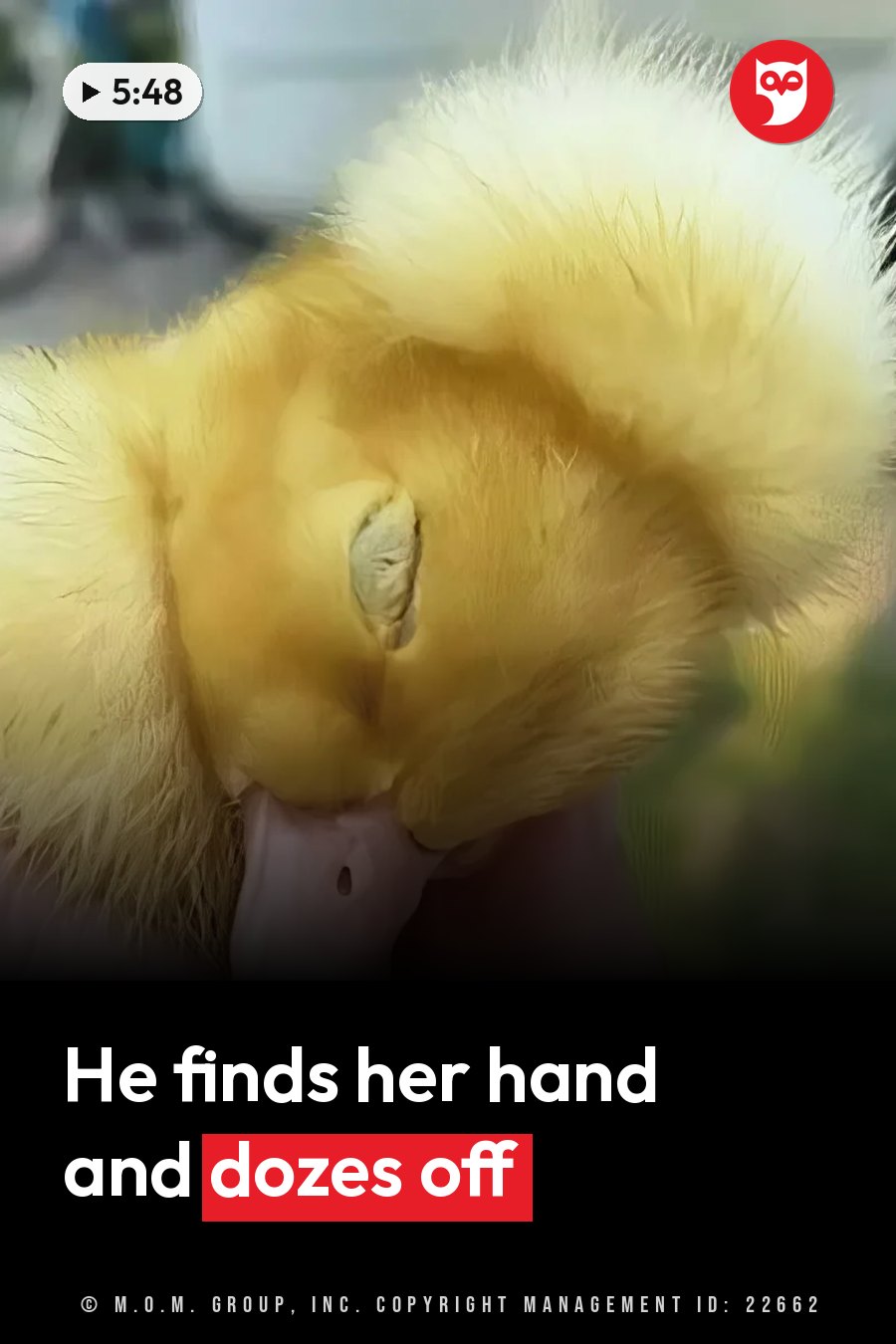 A small yellow duckling with his eyes closed rests his head on a person's hand. A headline runs in white letters across the lower third.
