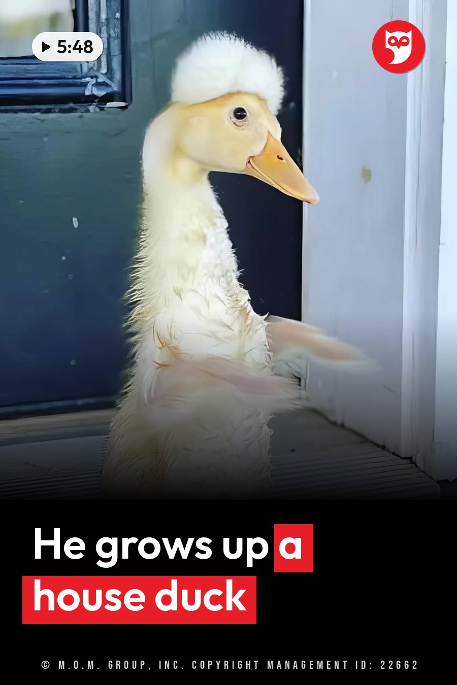 A duck with a fluffy white crest stands upright on a wooden surface beside a door frame. A headline runs in white letters across the lower third.