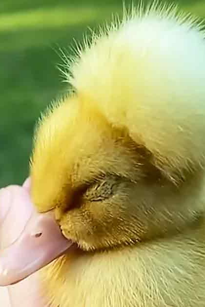 A baby duckling with fluffy yellow feathers being held outdoors on a sunny day, surrounded by green grass.