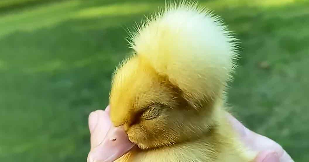 A baby duckling with fluffy yellow feathers being held outdoors on a sunny day, surrounded by green grass.