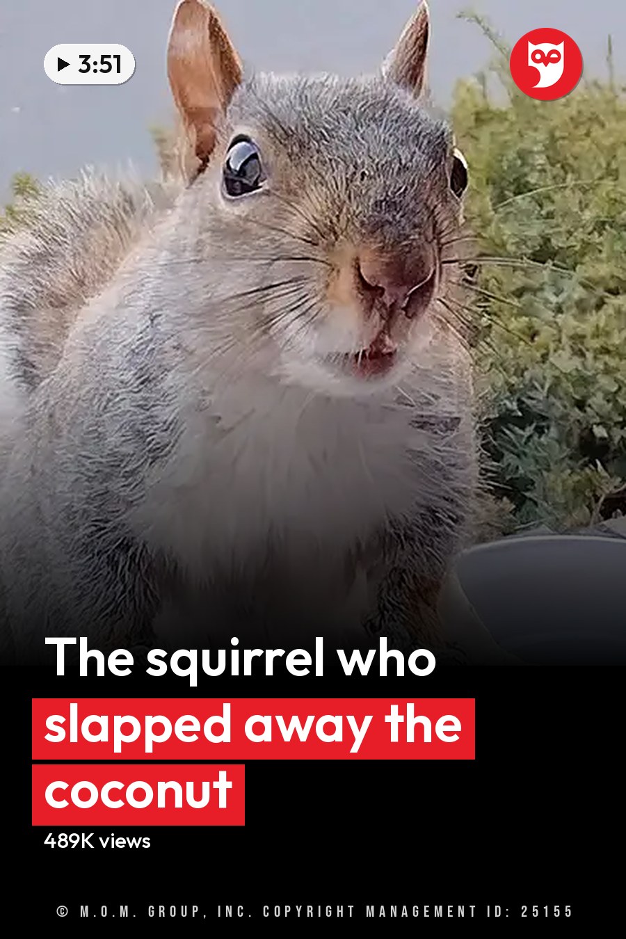Gray-furred squirrel with a white underbelly, sitting outdoors near a window with remnants of food on plates in the foreground. Greenery and paved area suggest spring or summer day. The headline runs in white letters across the lower third.
