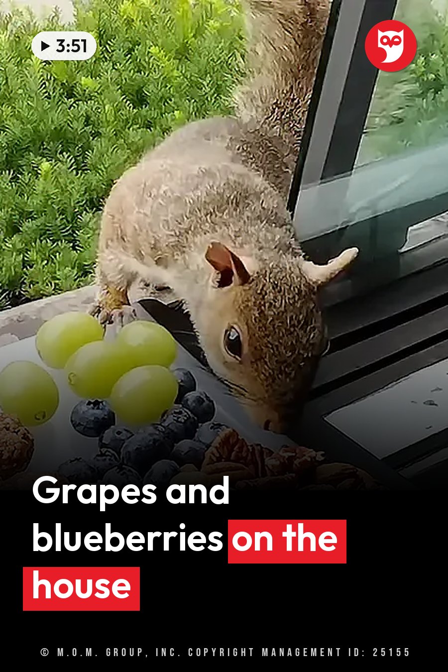 A squirrel sniffs grapes and blueberries on a windowsill, with green bushes behind it. A headline runs in white letters across the lower third.