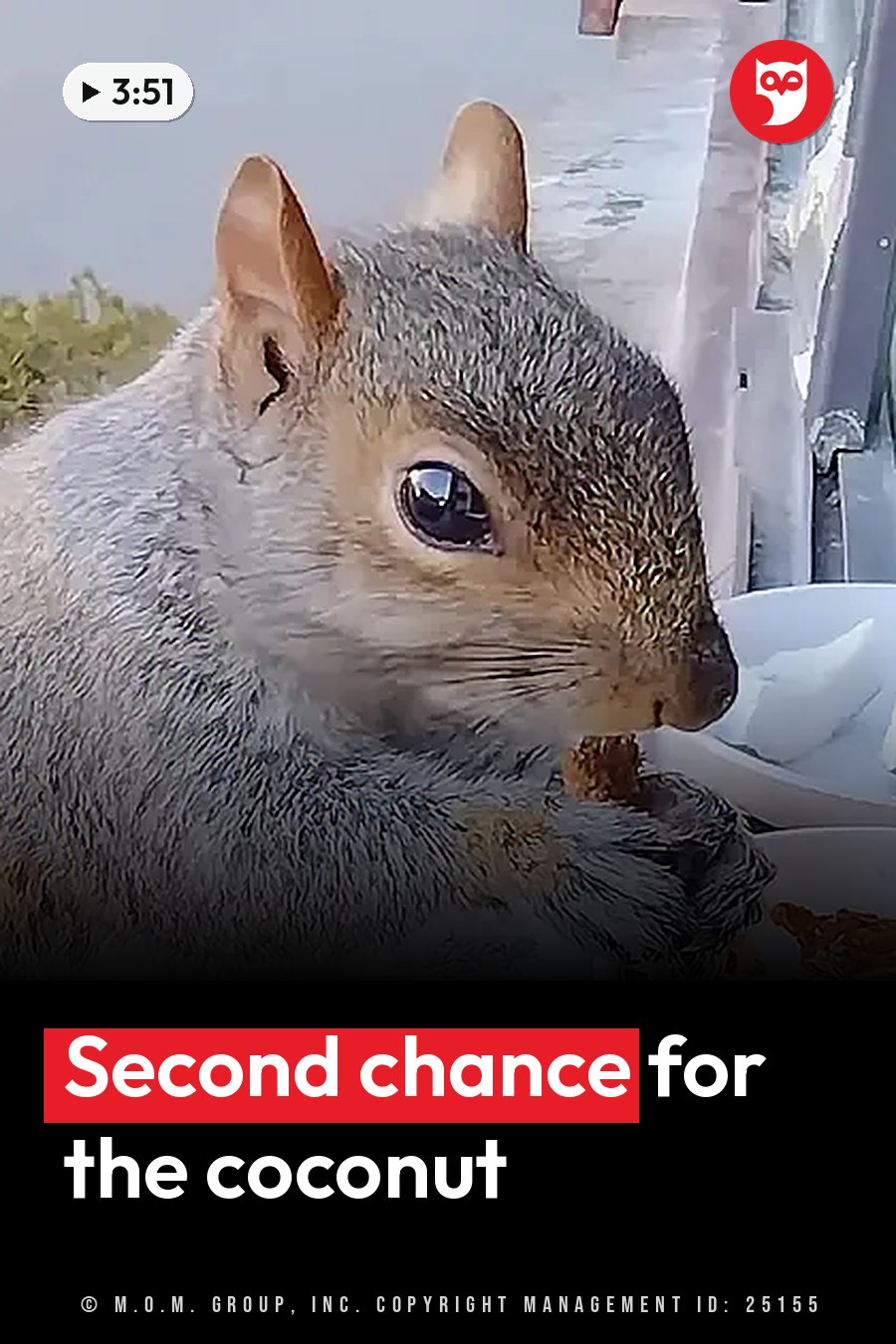 A gray squirrel holds food in its paws beside a white bowl and looks straight ahead. A headline runs in white letters across the lower third.