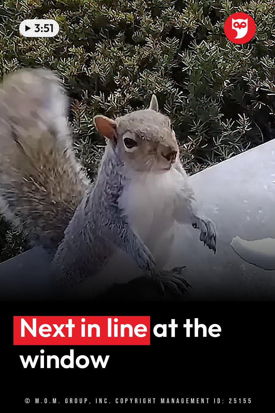 A gray squirrel stands upright on a flat surface, facing forward, with its bushy tail raised behind it. A headline runs in white letters across the lower third.