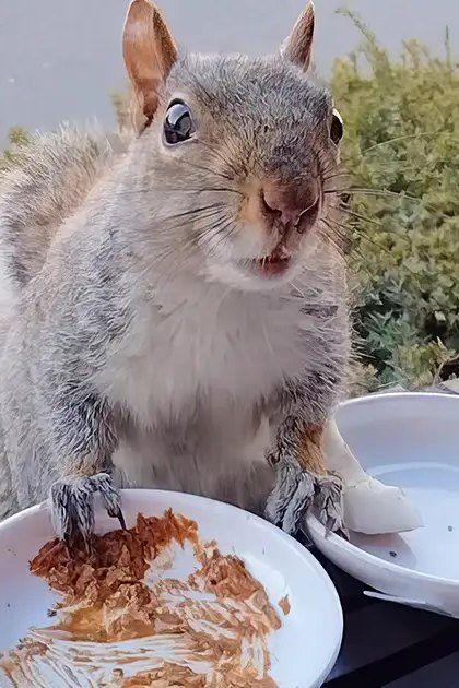 Gray-furred squirrel with a white underbelly, sitting outdoors near a window with remnants of food on plates in the foreground. Greenery and paved area suggest spring or summer day.