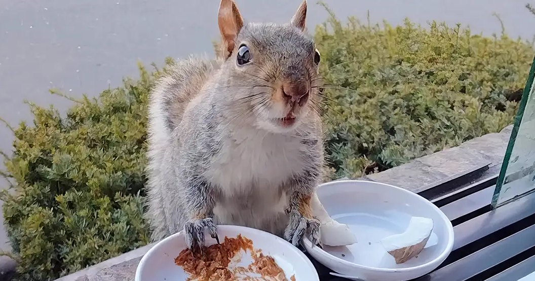 Gray-furred squirrel with a white underbelly, sitting outdoors near a window with remnants of food on plates in the foreground. Greenery and paved area suggest spring or summer day.