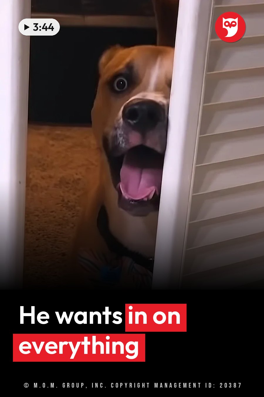 A light brown dog with its mouth open and tongue out peeks through a white slatted door. A headline runs in white letters across the lower third.