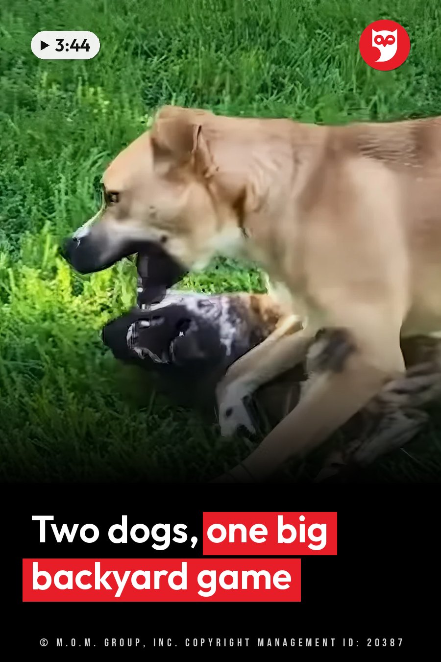 Two dogs on green grass, one standing and the other lying down nearby. A headline runs in white letters across the lower third.