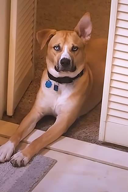 A light brown and white dog with pointy ears and blue eyes, possibly a pit bull mix, indoors in a home setting with wooden cabinets, beige carpeted floor, white door with louvered panels, and a small gray mat. The scene is lit by natural daylight during the afternoon.