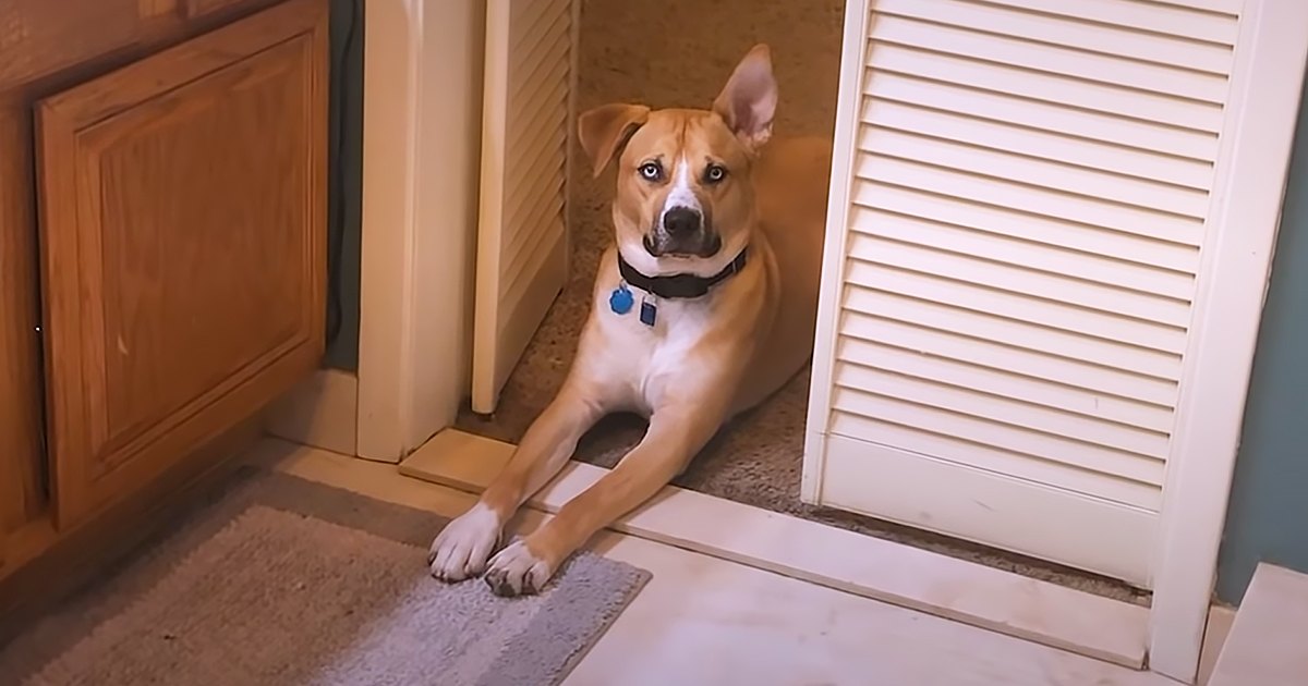 A light brown and white dog with pointy ears and blue eyes, possibly a pit bull mix, indoors in a home setting with wooden cabinets, beige carpeted floor, white door with louvered panels, and a small gray mat. The scene is lit by natural daylight during the afternoon.