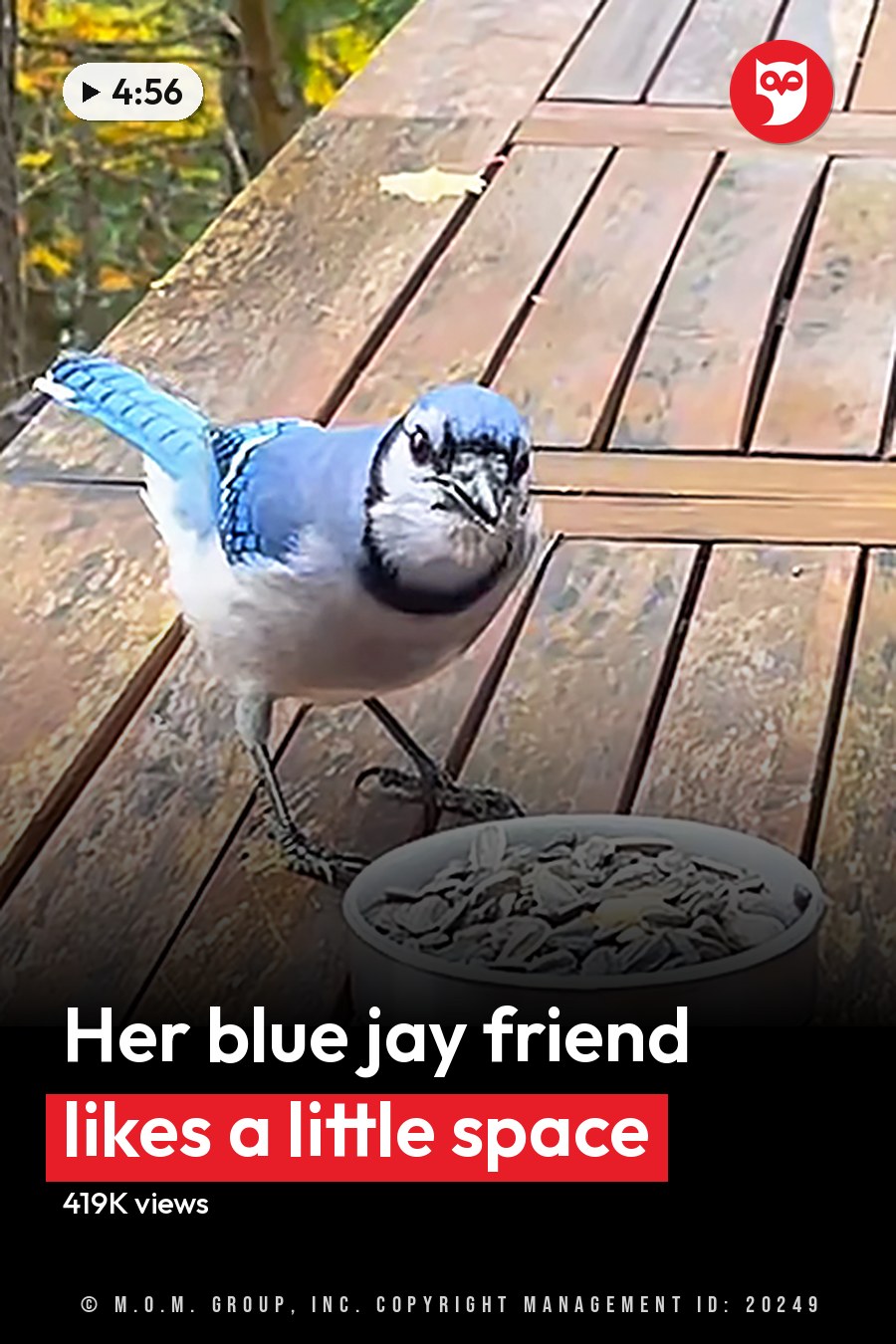A Blue Jay with blue and white plumage perched on a wooden table in an outdoor setting, surrounded by green avocados, orange plastic container, glass of liquid, and yellow autumn foliage. The headline runs in white letters across the lower third.