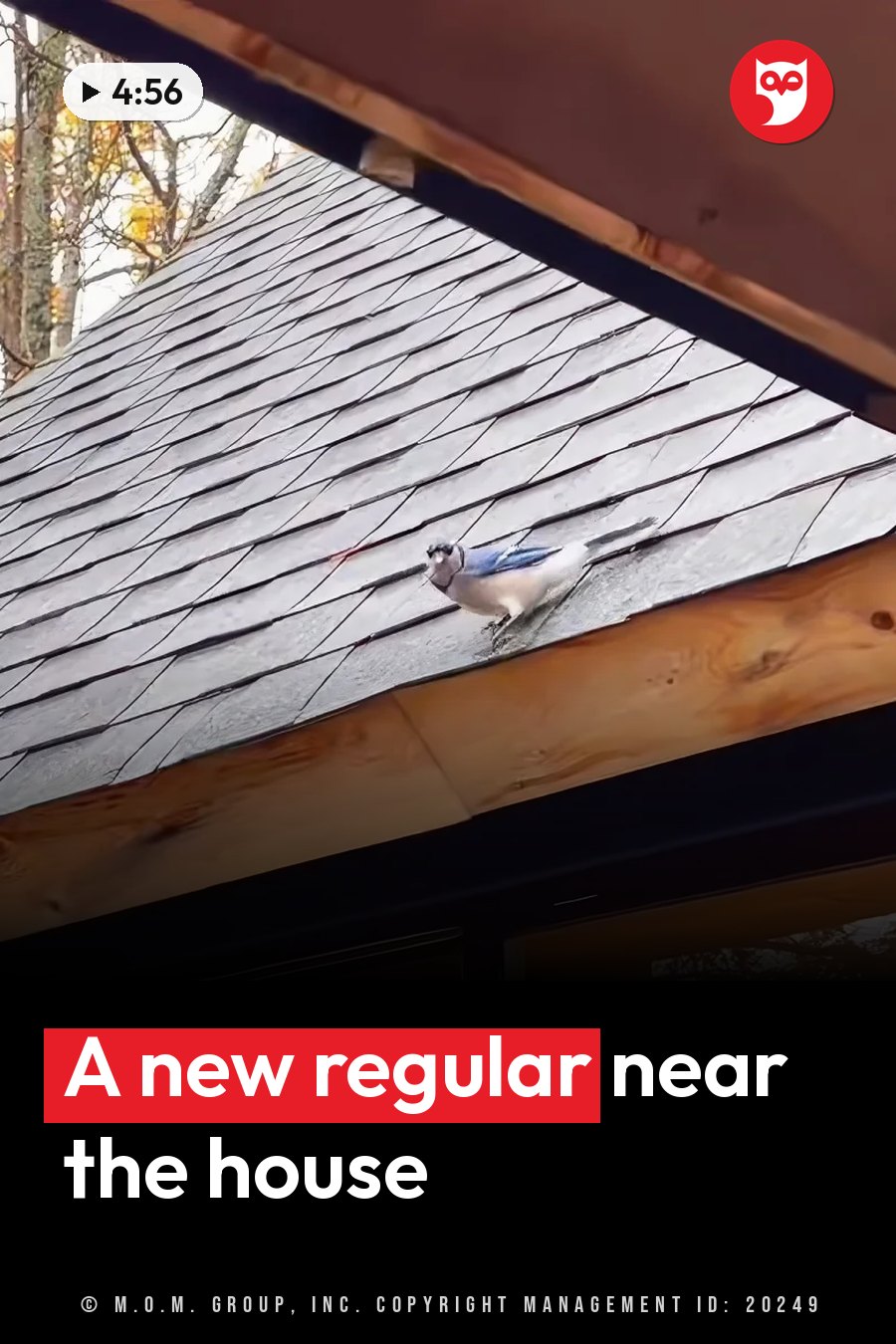 A bird perches on a sloped roof of gray shingles, near wooden beams and trees with autumn leaves. A headline runs in white letters across the lower third.