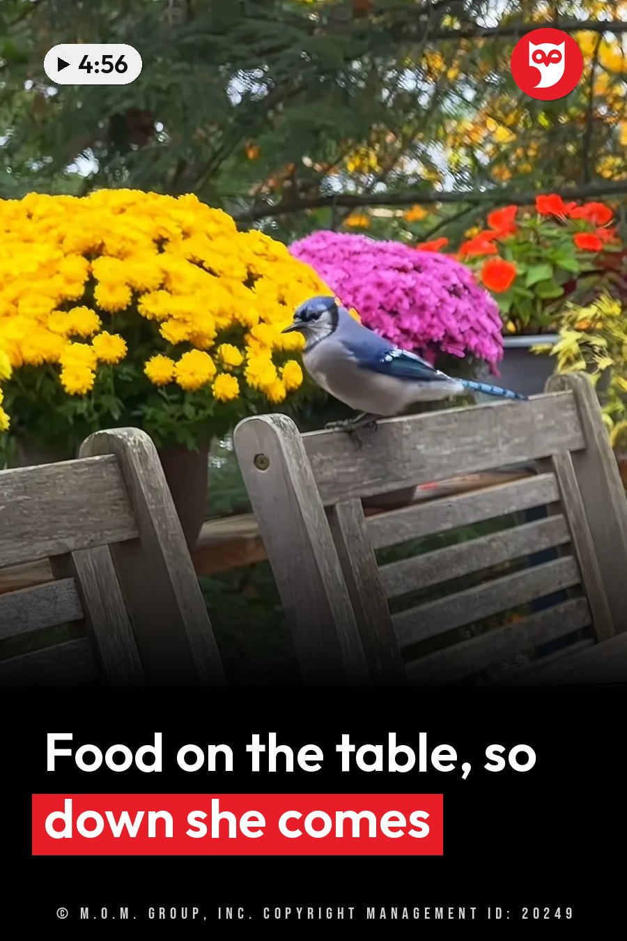 A blue bird perches on a wooden chair beside potted yellow and pink flowers. A headline runs in white letters across the lower third.