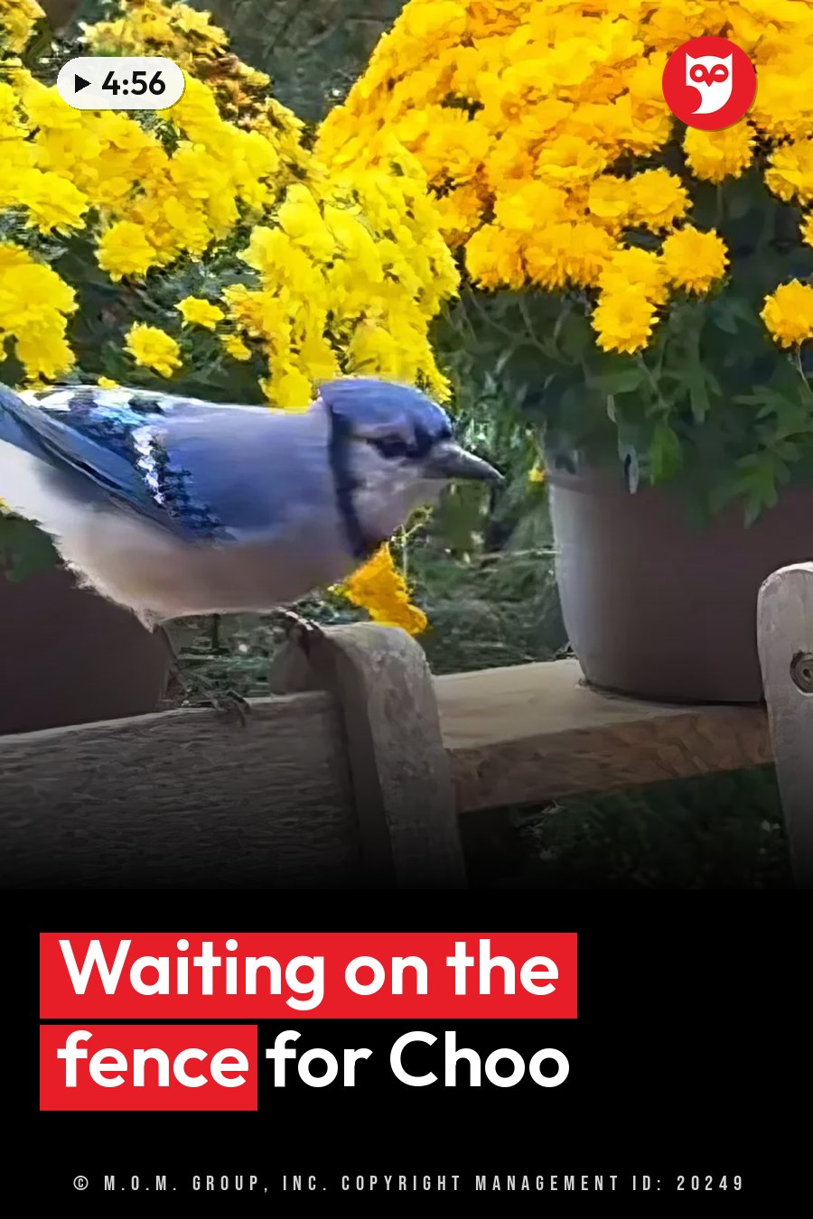 A blue bird perches on a wooden fence near potted yellow flowers. A headline runs in white letters across the lower third.