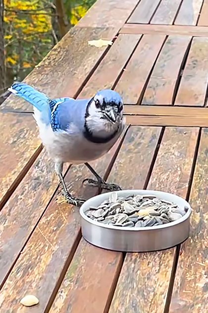 A Blue Jay with blue and white plumage perched on a wooden table in an outdoor setting, surrounded by green avocados, orange plastic container, glass of liquid, and yellow autumn foliage.