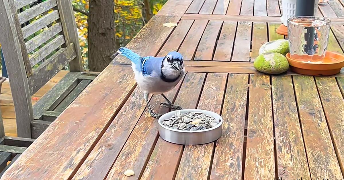 A Blue Jay with blue and white plumage perched on a wooden table in an outdoor setting, surrounded by green avocados, orange plastic container, glass of liquid, and yellow autumn foliage.