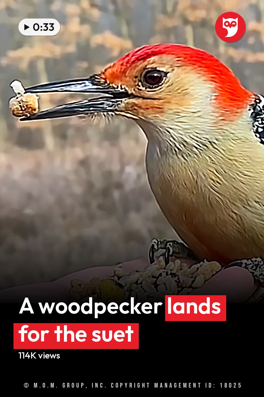 A Red-bellied Woodpecker perched outdoors amidst brown foliage, soft lighting suggests late afternoon. The headline runs in white letters across the lower third.