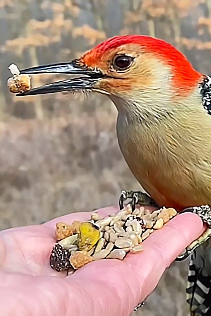 A Red-bellied Woodpecker perched outdoors amidst brown foliage, soft lighting suggests late afternoon.