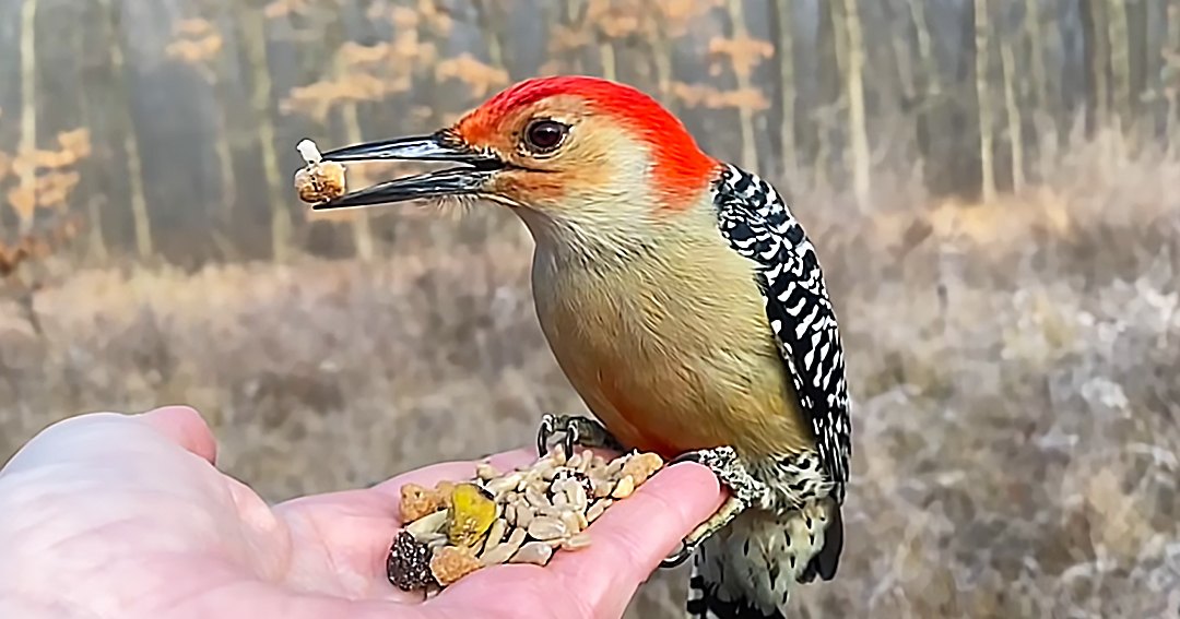 A Red-bellied Woodpecker perched outdoors amidst brown foliage, soft lighting suggests late afternoon.