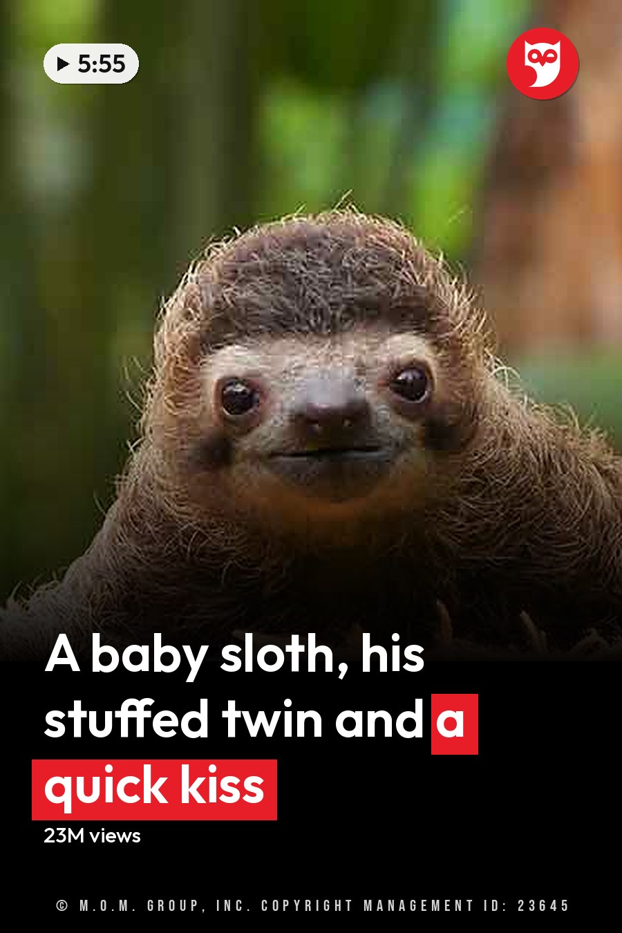 A Hoffmann's Two-Toed Sloth (Choloepus hoffmanni) in a lush forest with soft morning or afternoon light, surrounded by green foliage and brown tones. The headline runs in white letters across the lower third.