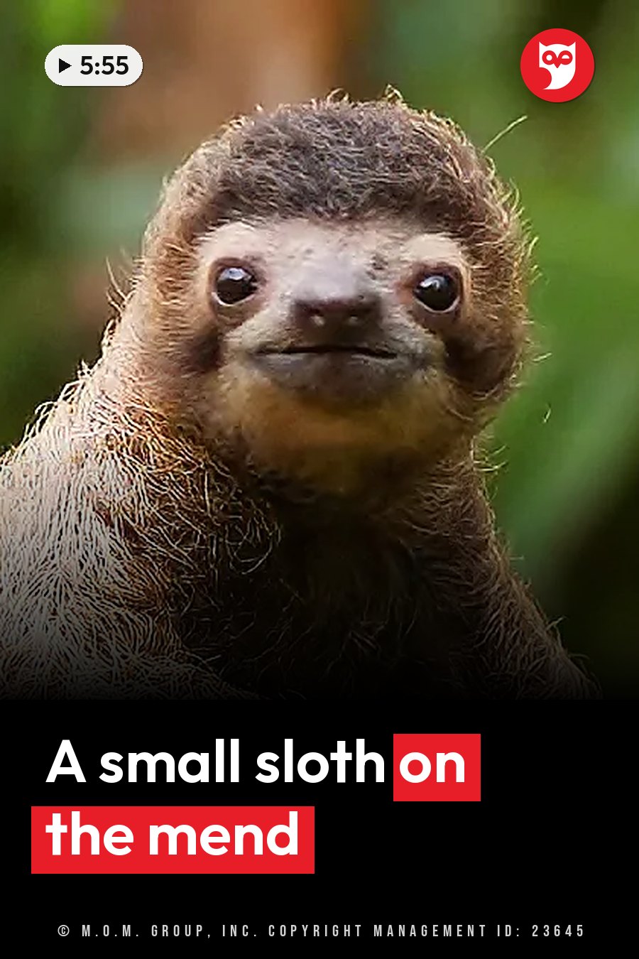 A sloth with brown fur looks straight ahead, its face and upper body clear against a blurred green background. A headline runs in white letters across the lower third.