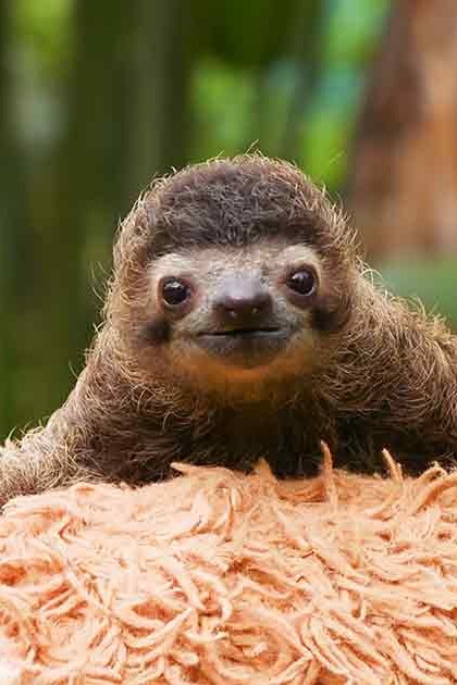 A Hoffmann's Two-Toed Sloth (Choloepus hoffmanni) in a lush forest with soft morning or afternoon light, surrounded by green foliage and brown tones.