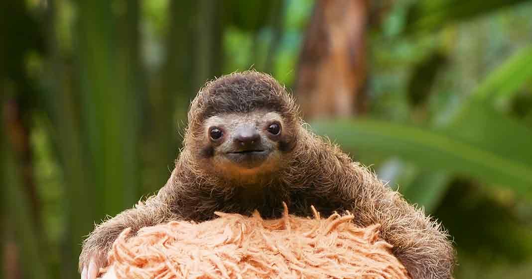 A Hoffmann's Two-Toed Sloth (Choloepus hoffmanni) in a lush forest with soft morning or afternoon light, surrounded by green foliage and brown tones.