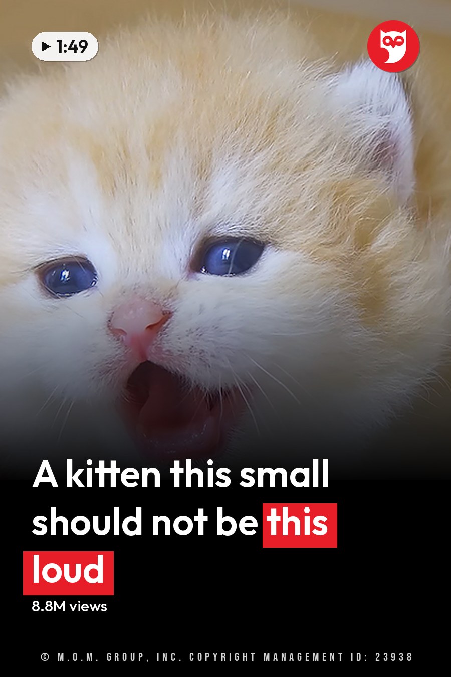 A young, fluffy kitten with light-colored fur and blue eyes indoors on a sunny day. The headline runs in white letters across the lower third.