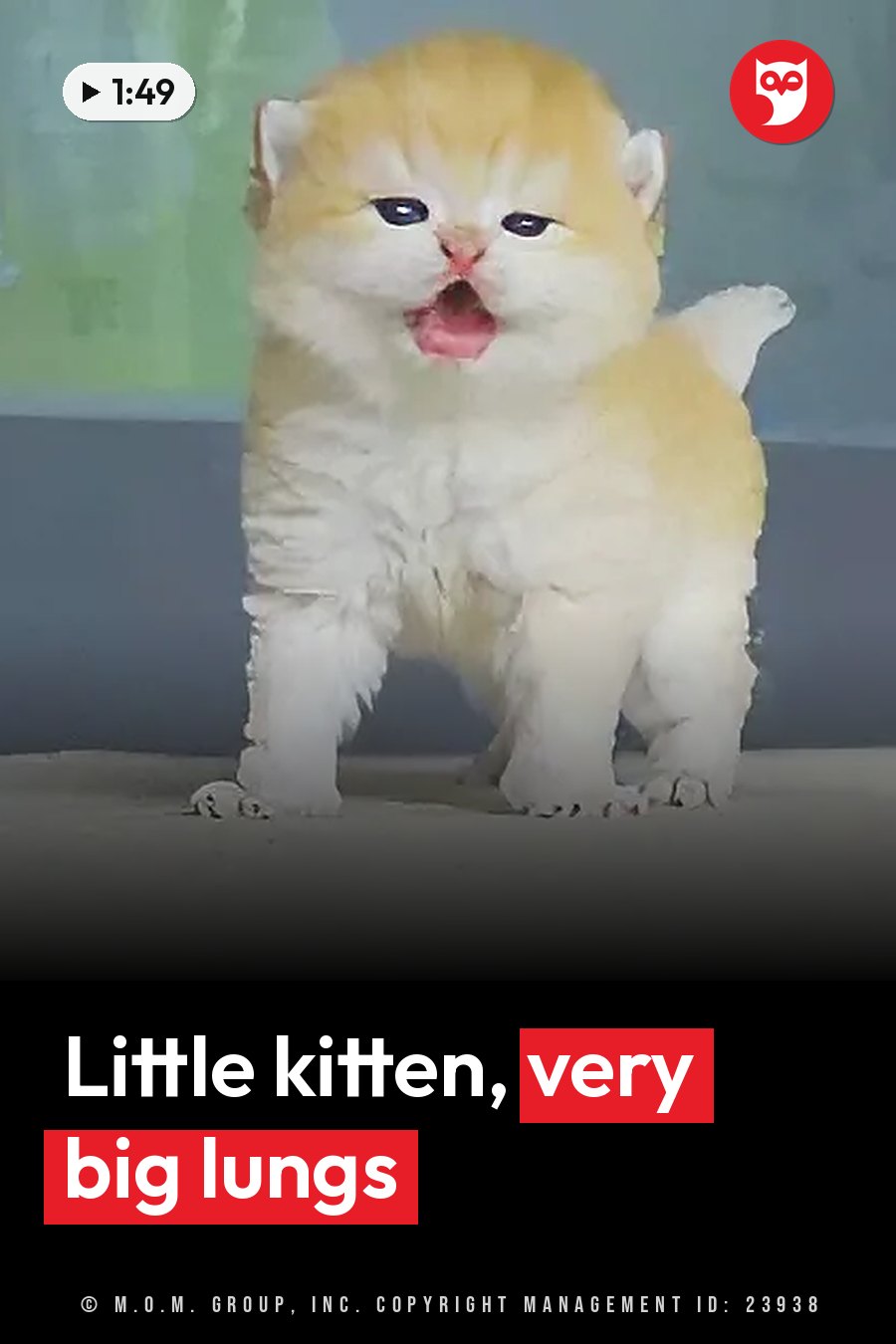 A small fluffy kitten with orange and white fur stands on a flat surface with mouth wide open. A headline runs in white letters across the lower third.