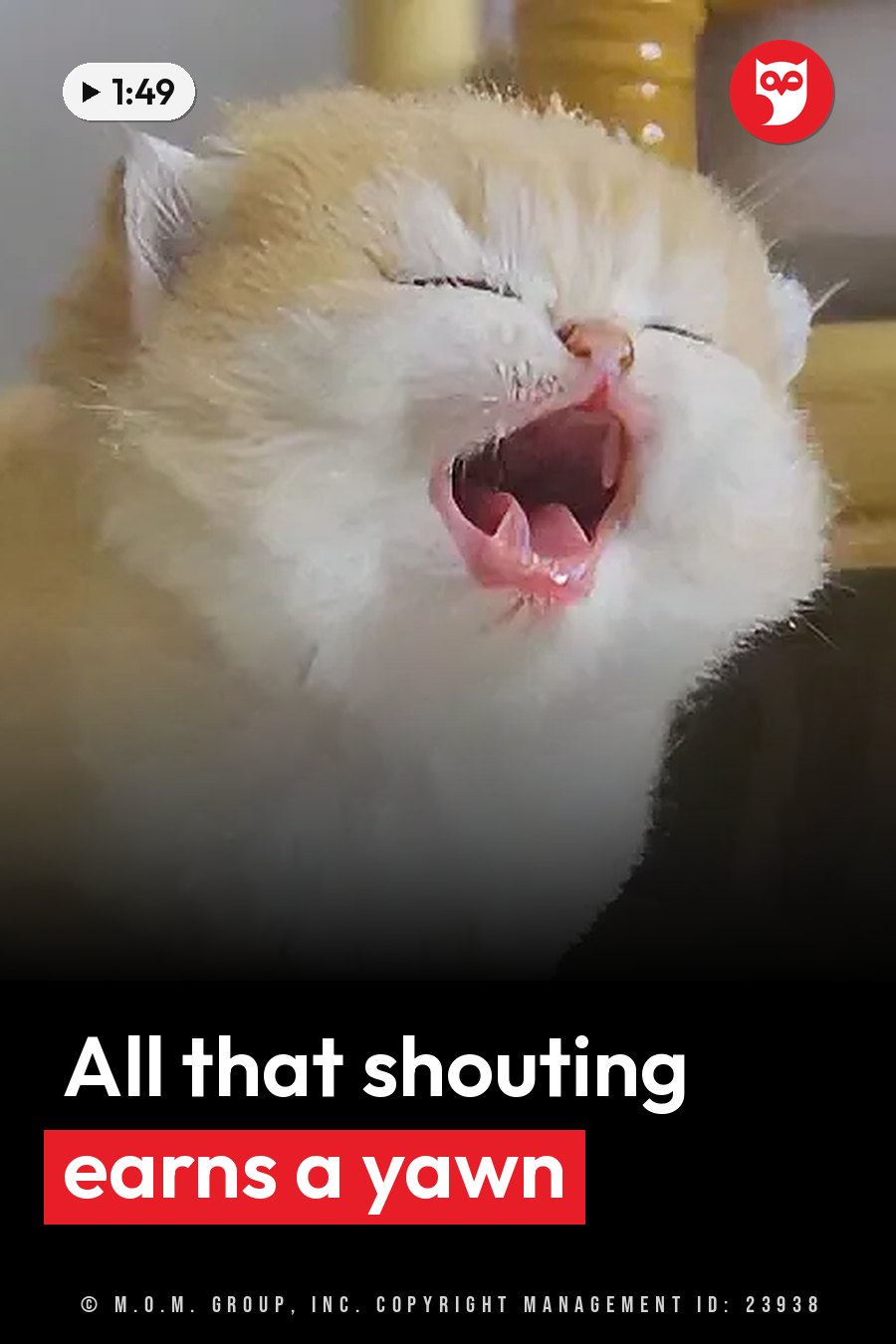 A fluffy white and orange kitten yawns with eyes closed and mouth wide open, showing a pink tongue and small teeth. A headline runs in white letters across the lower third.